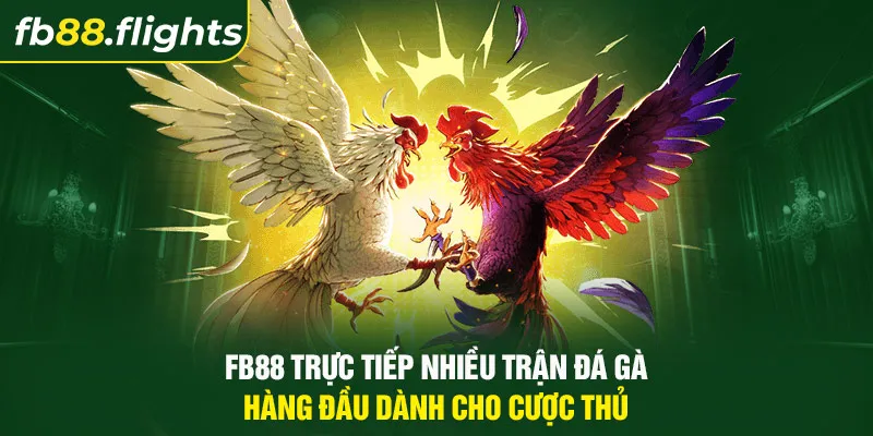 FB88 trực tiếp nhiều trận đá gà hàng đầu dành cho cược thủ